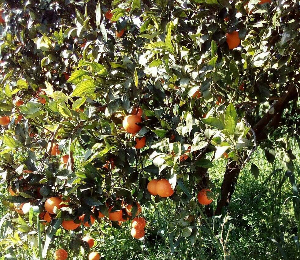 Arance rosse siciliane, le caratteristiche