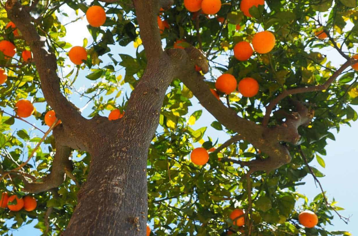 L'arancia rossa di Sicilia, dalla talea al frutto maturo