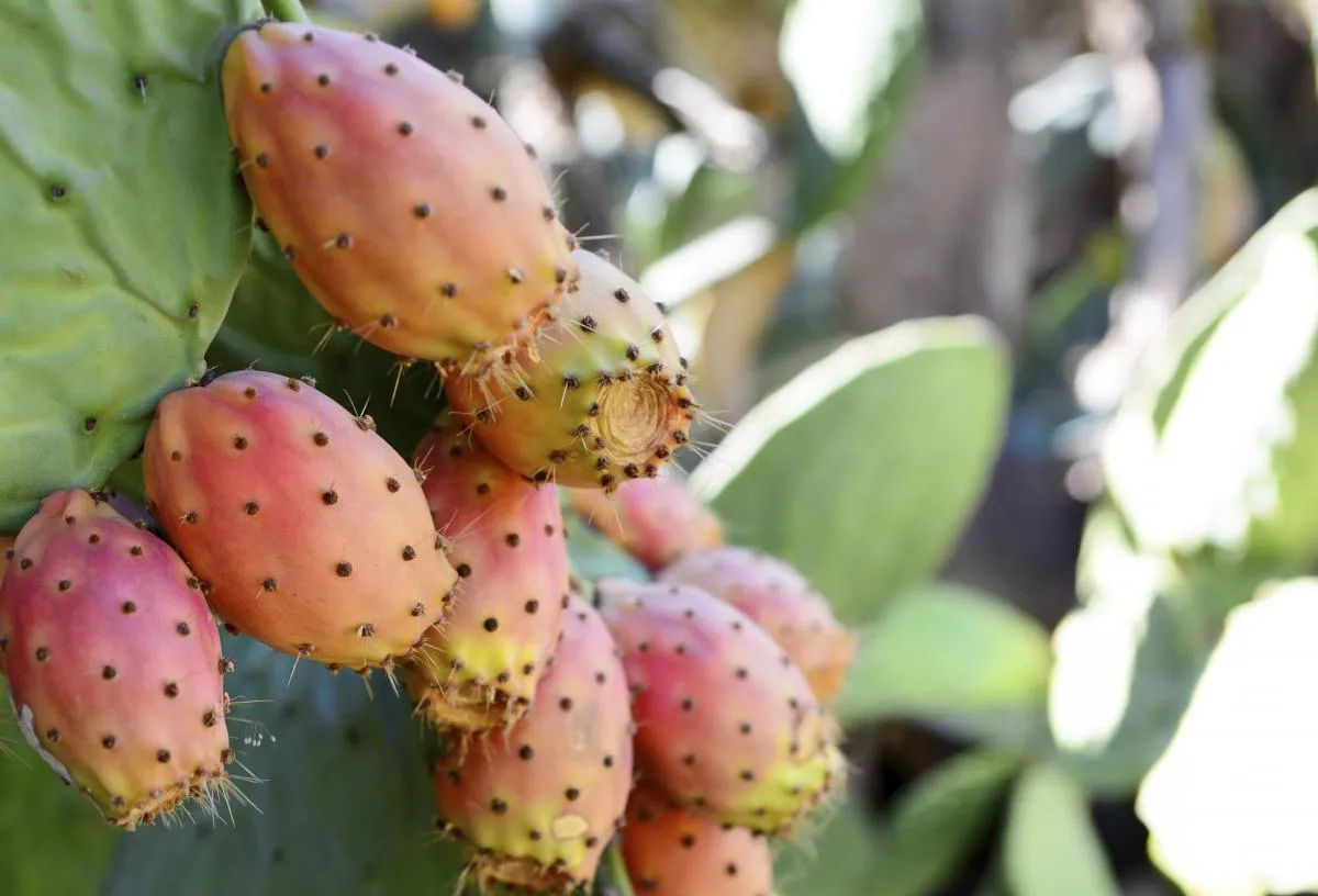 Fichi d'India il periodo della raccolta in Sicilia