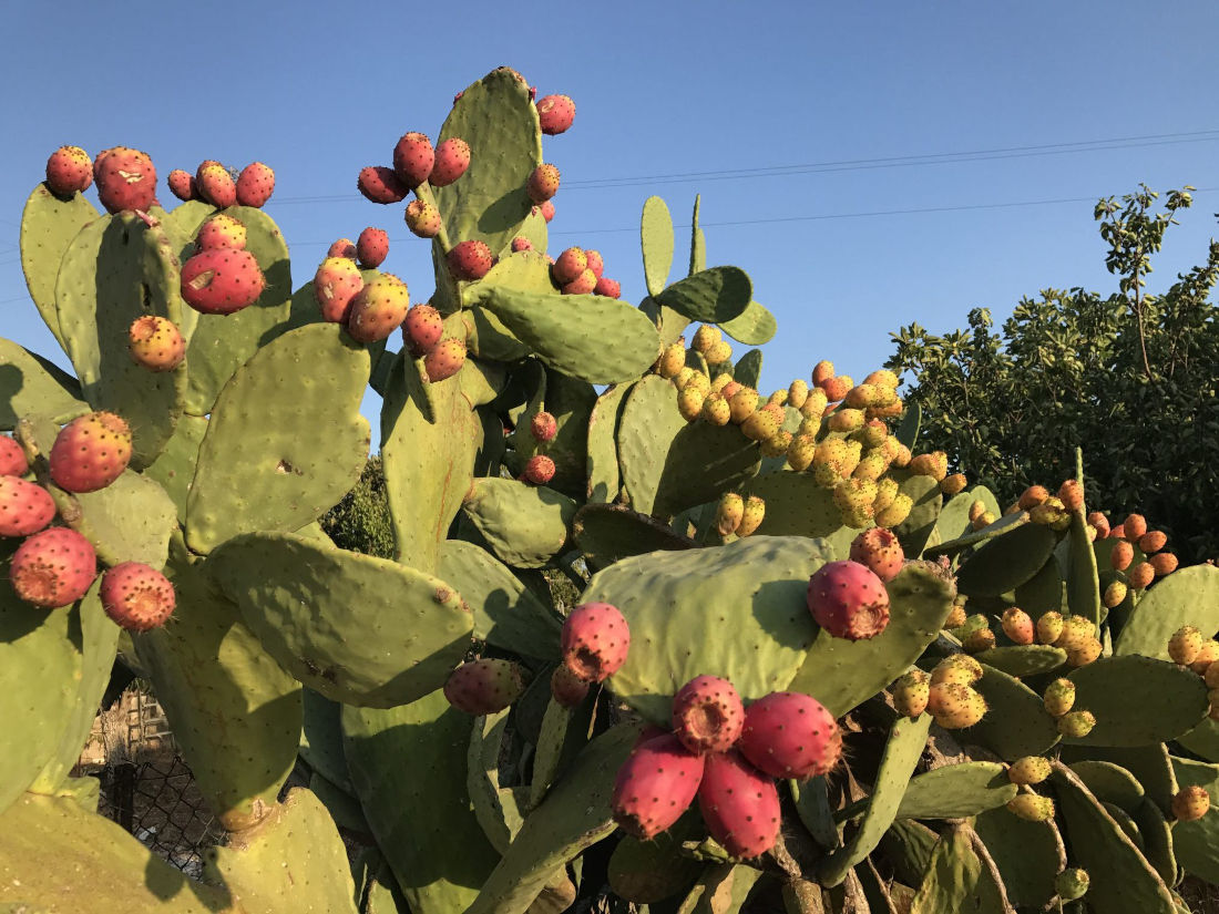 Fichi d'India, dalla Sicilia all'Europa. Fichi d'India, dalla Sicilia all'Europa.