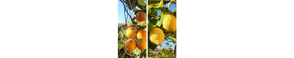 Agrumi di Sicilia